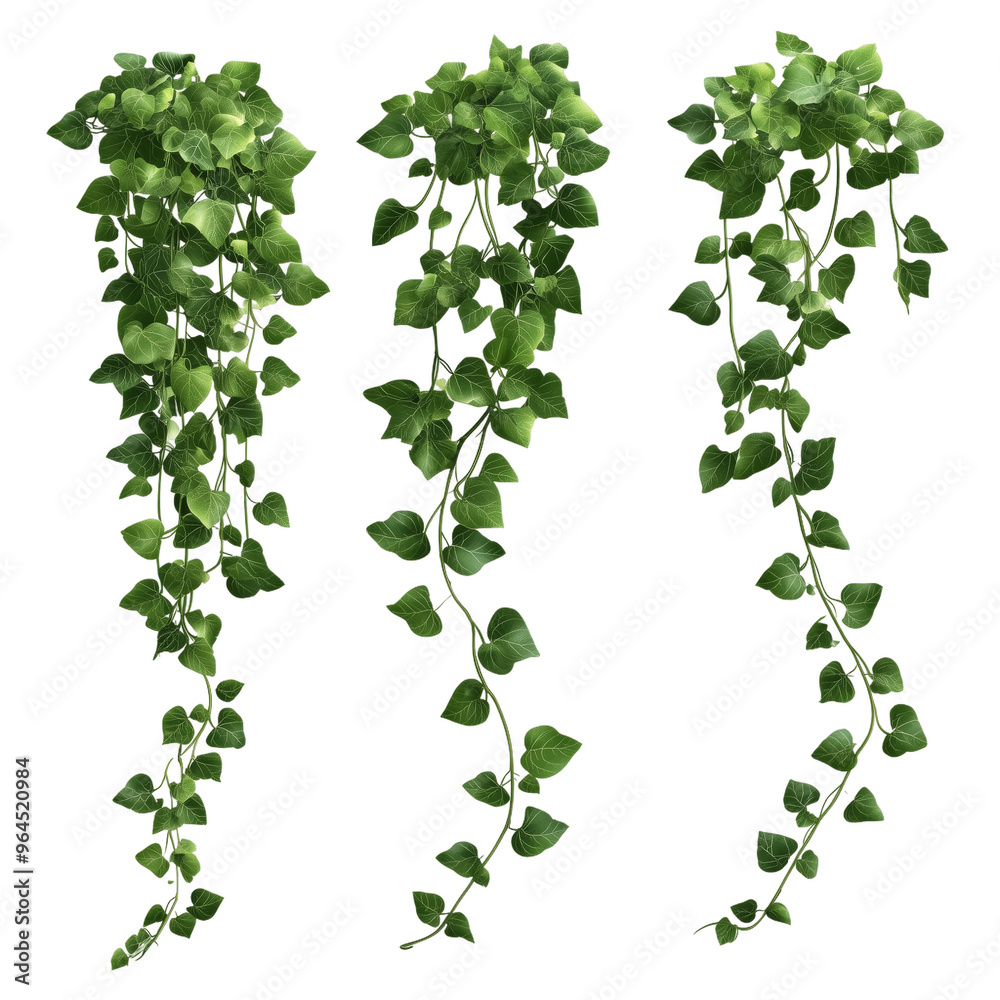 Aufkleber trailing green ivy vines with lush leaves designed for decor and landscaping in various hanging arra