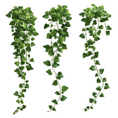 Trailing green ivy vines with lush leaves designed for decor and landscaping in various hanging arrangements