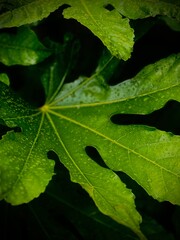 Close-up of Green Leaf with Water Droplets