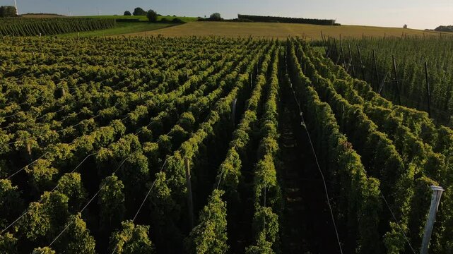 Hops fields at Bavaria with a fly over during September harvesting phase
