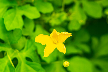 Green tropical tree with yellow flowers Playa del Carmen Mexico.