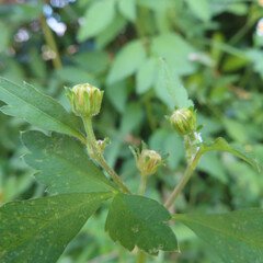 日本で秋にコシロノセンダングサが白と黄色の花を咲かせています