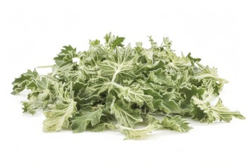 A fresh Catnip isolated on white