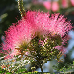 日本で秋にネムノキがピンク色の花を咲かせています