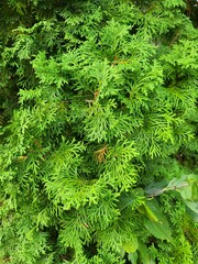 Evergreen leaves in natural light