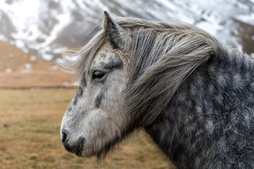 Icelandic horse