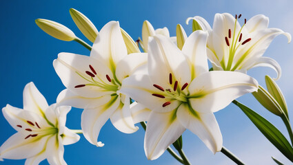 Obraz premium White lilies blooming in the garden.