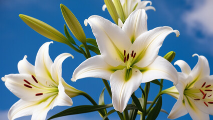 Fototapeta premium White lilies blooming in the garden.