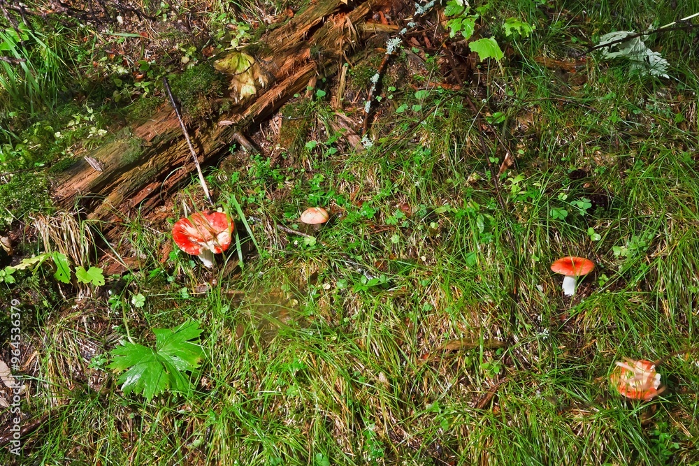 Wall mural blocked wild mushrooms on a green meadow