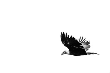 Bald Eagle (Haliaeetus leucocephalus) sub adult, flying with copy space