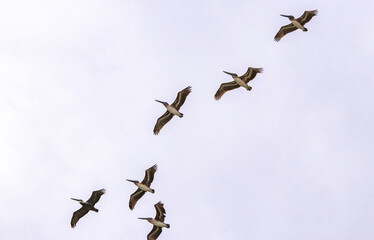 Beautiful pelican bird pelicans birds flying over the sea Mexico.
