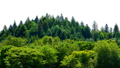 Cut out of a lush, verdant forest