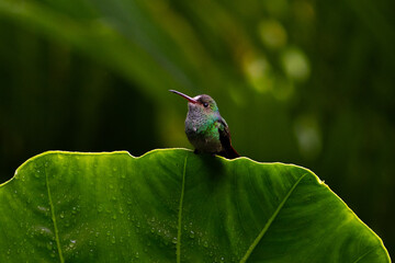 Rufous-tailed hummingbird (Amazilia tzacatl) resting on a leaf covered in morning dew - birds of Costa Rica © BasWolk