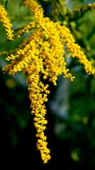 blume natur grun blatt garden