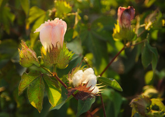 Fresh pink cotton flowers on branch in sunset
