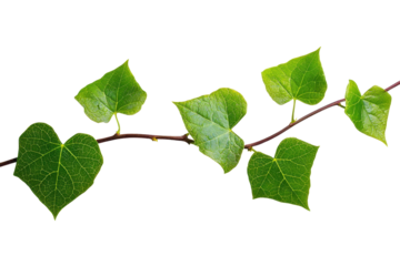 Close-up of a green vine with heart-shaped leaves on a transparent background. depicting natural beauty and simplicity.