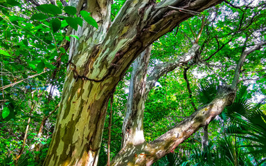 Tropical tree with interesting bark in the jungle in Mexico.