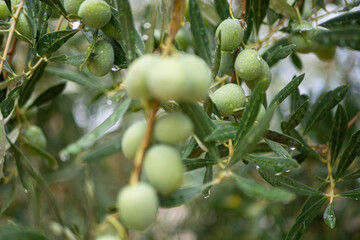 Obraz premium Croatia, Istria, Pula, Olives on the tree shortly before harvest