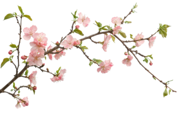 Delicate pink cherry blossoms in full bloom on a branch, showcasing the beauty of spring with vibrant colors and fresh greenery.