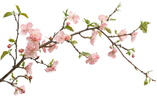 Delicate pink cherry blossoms in full bloom on a branch, showcasing the beauty of spring with vibrant colors and fresh greenery.