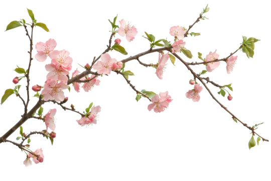 Delicate pink cherry blossoms in full bloom on a branch, showcasing the beauty of spring with vibrant colors and fresh greenery.