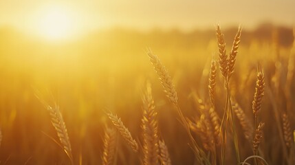Obraz premium Golden Wheat Stalks Swaying in the Warm Sunset Light