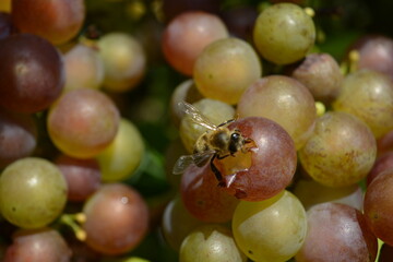 A wasp eats grapes on a vine. Bunches of sweet ripe grapes.