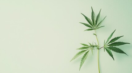 Naklejka premium A minimalistic display of a single cannabis plant on a monochromatic background, highlighting its use in biotech and medicine.
