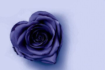 Open Rose in Heart Shape of 2025 Color future dusk on White, close up. Stabilized Flowers in Fashionable Trendy Color Shades © Tatiana