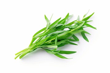 Fototapeta premium A fresh Tarragon isolated on white