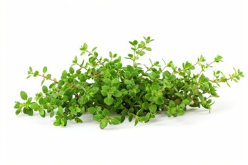 Obraz premium A fresh Thyme isolated on white