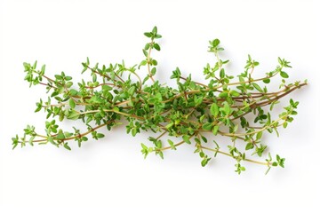 A fresh Thyme isolated on white