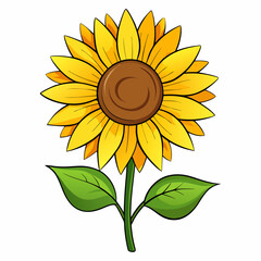 sunflower vector illustration