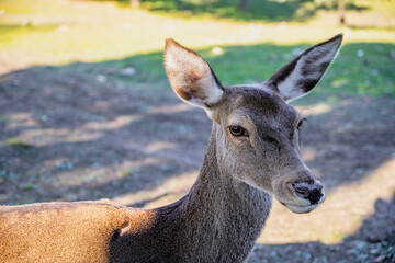 Close Up of Deer in Villaviciosa de Cordoba Forest