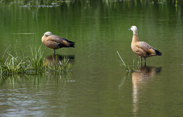 ruddy shelducks in the pond on a small island, a pair of ruddy shelducks in the water, geese in the lake on a sunny day