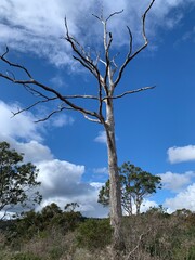 Obraz premium A dead gum tree standing tall on a bush hike in Australia, surrounded by rugged natural scenery. The weathered trunk and branches create a striking contrast against the vibrant bushland