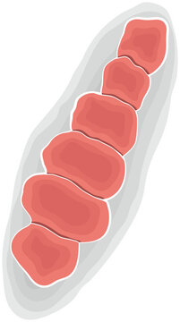 Trichophyton Mentagrophytes or Macroconidia Fungus Illustration Isolated on White Background