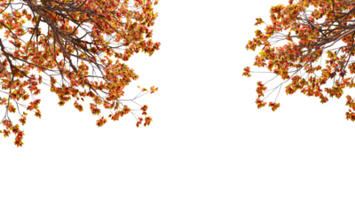 autumn leaves background isolateon on white