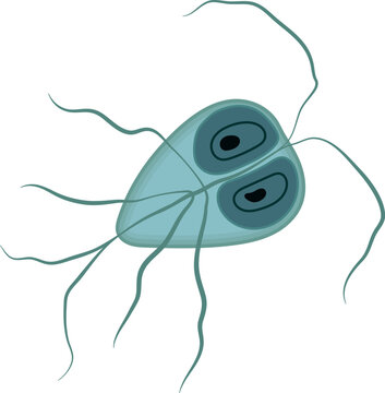Giardia Lamblia Protozoa Parasite Illustration Isolated on White Background