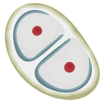 Chondrocyte Cell Illustration Isolated on White Background