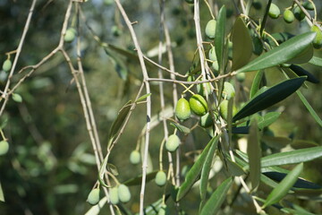 olives hanging on an olive tree wallpaper green background foliage tuscany italy