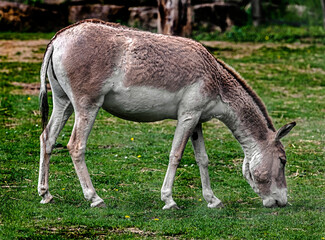 Kulan grazing on the lawn. Latin name - Equus hemionus. Also known as asian wild donkey