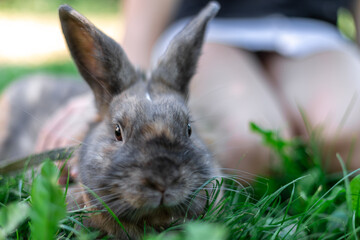 A red-haired domestic rabbit walks down the street. Pets concept.