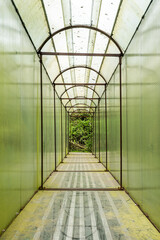 Plastic or glass tunnel structure with metal frames in shades of green and vertical lines