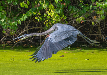 Closeup of a great blue heron in flight over a pond covered in algae in summer.