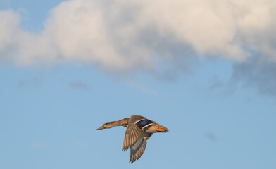 Closeup of a female mallard duck in flight against a blue sky with white puffy clouds.