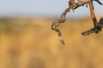 Beautiful little snake Collared snake - Natrix natrix. Wild photo