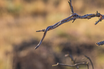 Beautiful little snake Collared snake - Natrix natrix. Wild photo