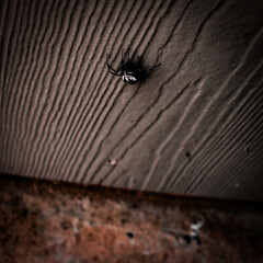 Male Black Widow Spider