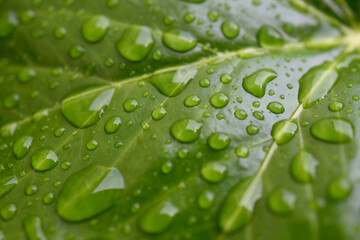 Gouttes de pluie sur feuilles